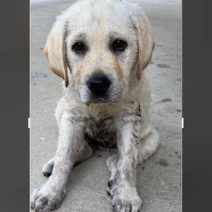 Meet your Posher, Brandy